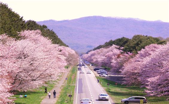 樱花 湖水 享受春季北海道的自然风光