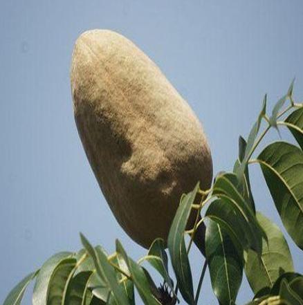 向天果旗舰店真假安全指南