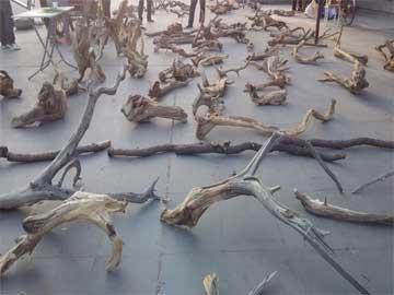 朝阳当街叫卖“活化石” 卖家称全部为新挖来