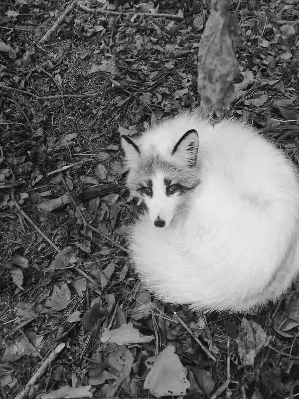 大黑山发现白狐 在林间行走觅食 