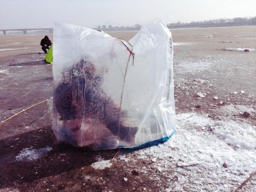 男子不顾危险冰上搭帐篷捕鱼