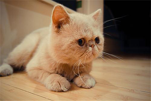 猫咪食欲下降是什么原因，猫咪最近胃口不好吃的少_大辽网_腾讯网