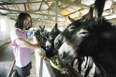 女大学生放弃白领工作养驴 自封“东北驴妞”_大辽网_腾讯网