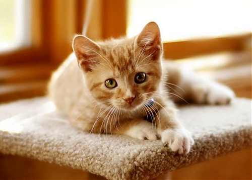 猫咪贫血奄奄一息，猫咪贫血还有办法救吗