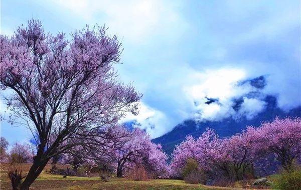 林芝桃花节近在咫尺 哪些地方的桃花有多又好看