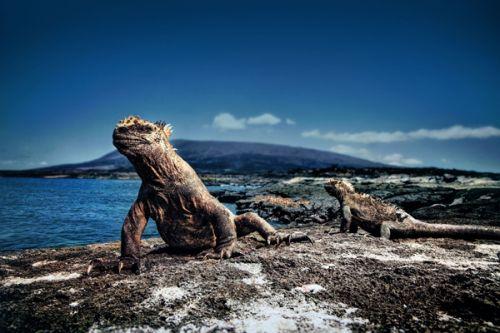 万国表海洋时计灵感之源 加拉帕戈斯群岛_大辽网_腾讯网