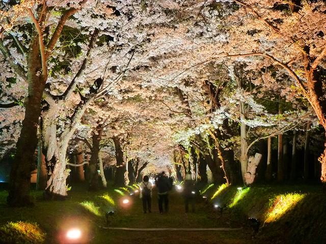 春季旅游首选北海道!春季活动特辑part1