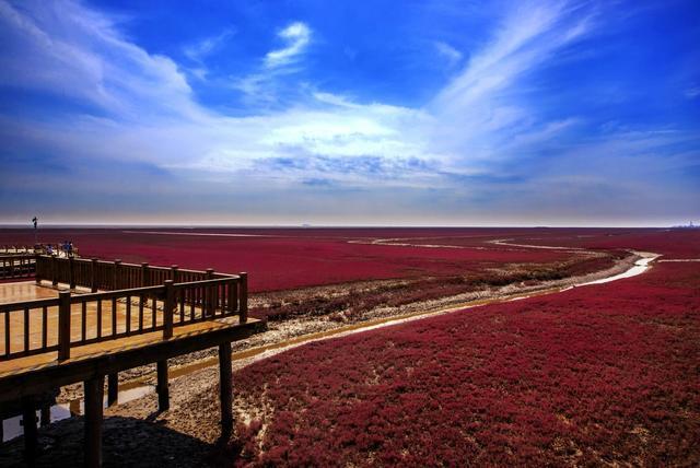 秋游盘锦红海滩国家风景廊道 徜徉魅力红色海洋