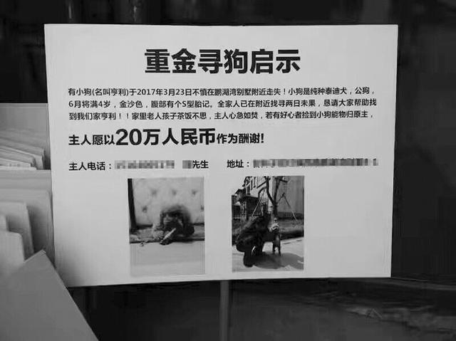 大连街头现20万重金寻狗启事被质疑是炒作图