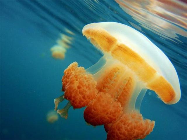 蓝宝石之恋 在帕劳做一尾鱼潜入海底_大辽网_腾讯网