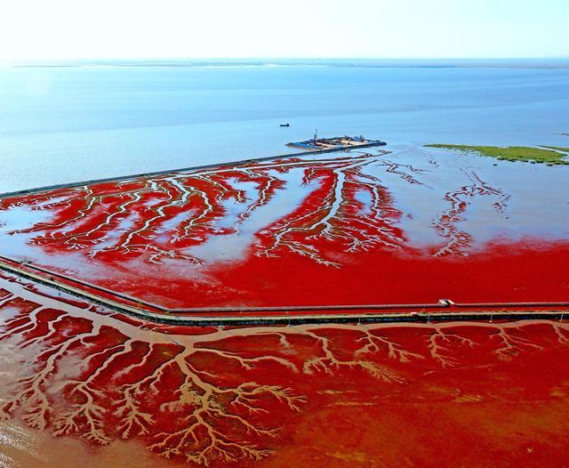 秋游盘锦红海滩国家风景廊道 徜徉魅力红色海洋