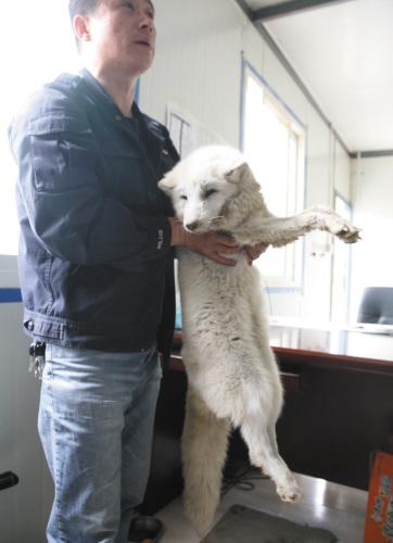 马路惊现纯白狐狸(图)_大辽网_腾讯网