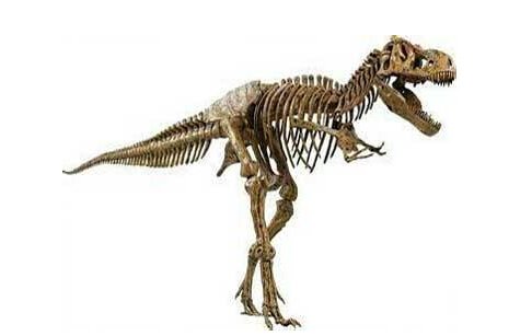 朝阳发现一亿多年前恐龙化石 体长不少于15米