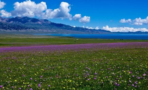草原 排名_草原手机壁纸(3)