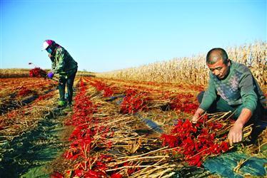 铁岭村民种植辣椒喜获丰收 纯收入达到十余万