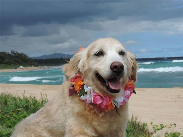 动物主题的萌化之旅 触及内心最柔软的一角 _