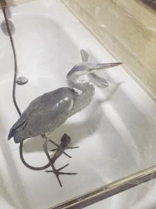 鞍山市民路边捡到一只灰色大鸟 第二日将其放生