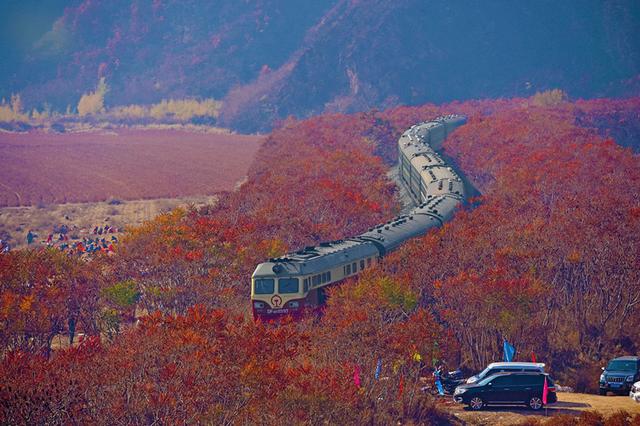 霸屏!本溪最美铁路线 绿皮列车穿越"红色海洋"_大辽网_腾讯网