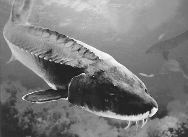 马路市场有人兜售中华鲟 不到半小时清售一空