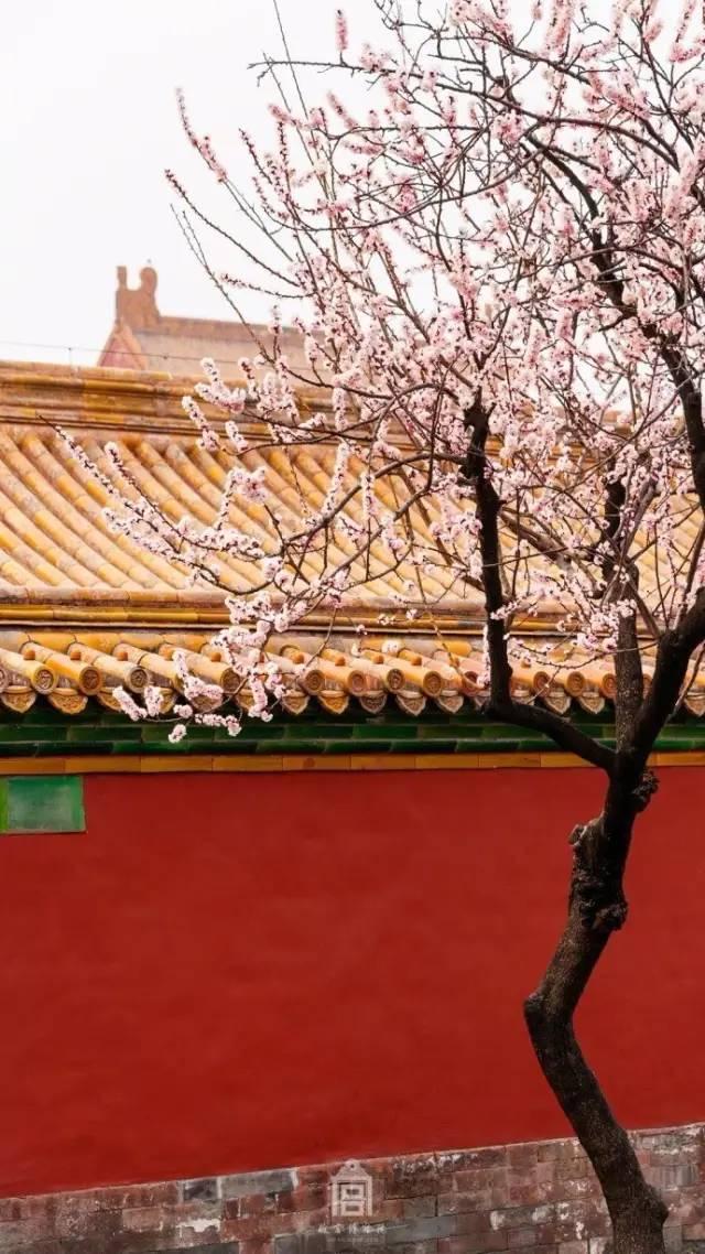 16张春天的名片 藏着中国最美的春天