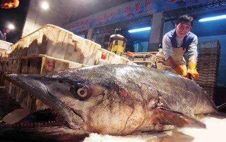 大连捕过260斤“巨无鲅” 世界最大或存于大连_大辽网_腾讯网