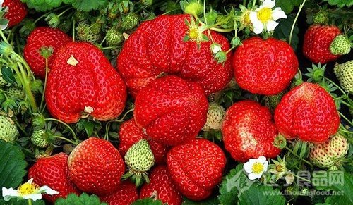大连庄河农民增收有道 草莓好吃又好看