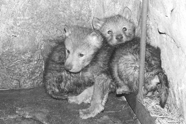 狼人杀新手发言技巧_狼王 狼后 狼_只狼新手