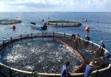 獐子岛扇贝又跑了? 围观群众愤怒:大股东提前