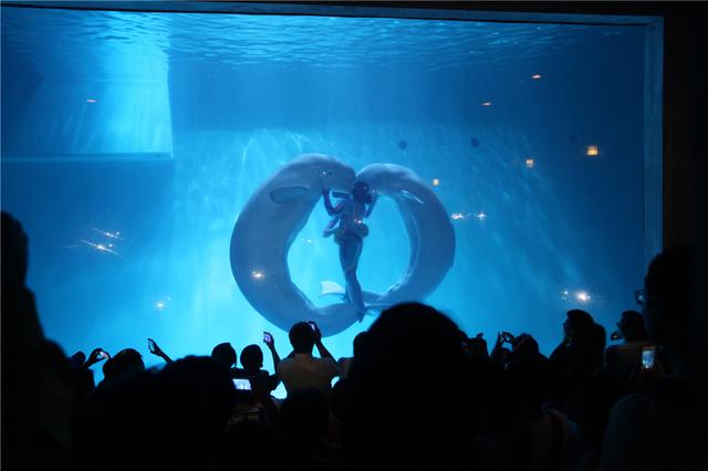 大手拉小手 玩转夏日大连圣亚海洋世界