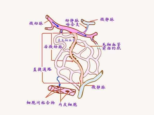 微循环对人体的作用你知道吗?