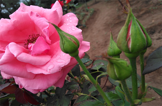 蔷薇和月季花哪个好 148512599.png