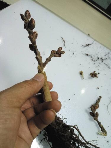 市民买两枝腊梅一个月不开花 枝杈一碰就掉