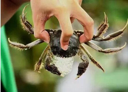 还有比来长江国际让螃蟹赛跑更好玩的么