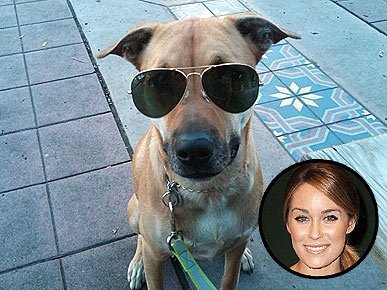 Micro- star fashion show, private pet Partners