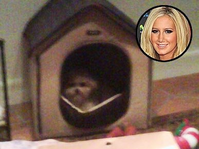 Micro- star fashion show, private pet Partners