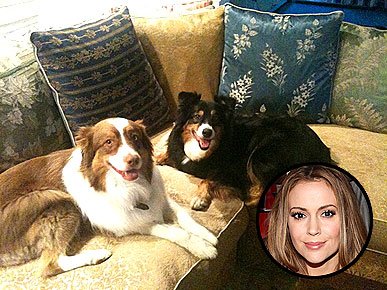 Micro- star fashion show, private pet Partners