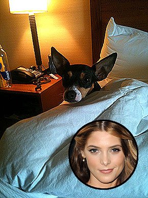 Micro- star fashion show, private pet Partners