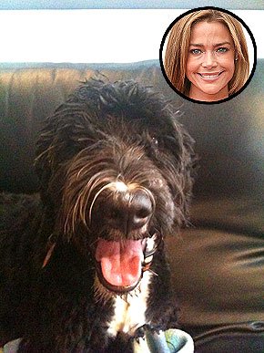 Micro- star fashion show, private pet Partners