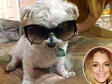 Micro- star fashion show, private pet Partners
