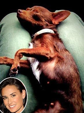 Micro- star fashion show, private pet Partners
