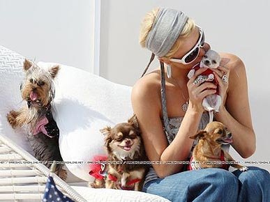 Micro- star fashion show, private pet Partners