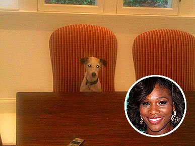 Micro- star fashion show, private pet Partners