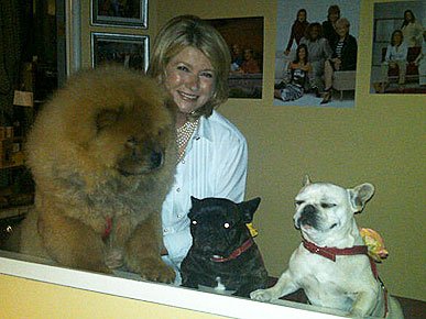 Micro- star fashion show, private pet Partners
