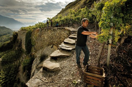 轩乐葡萄酒带来极致生活