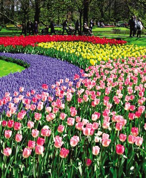 In September , to the southern hemisphere to see tulip