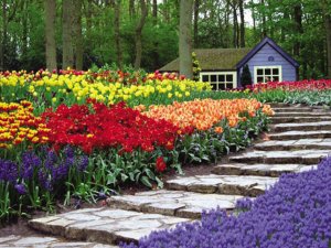 In September , to the southern hemisphere to see tulip