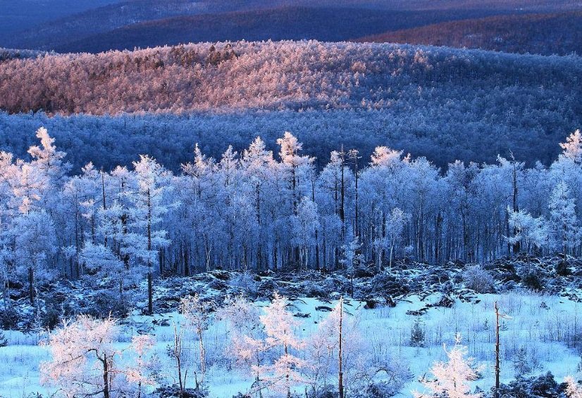 �й�ɭ�����������ƹ�ƻ����� ÿ���ư��������