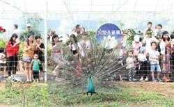 端午假期连"六一"节 带旺梅州短途周边"亲子游"