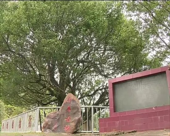 广东珠光集团:政企联动 加快潮塘古梅梦景项目建设