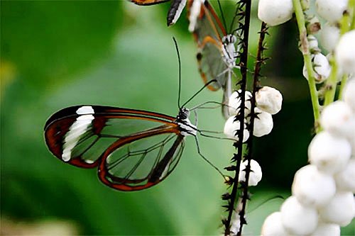 江苏高考语文均分90 证蝴蝶是蛾子作文获高分